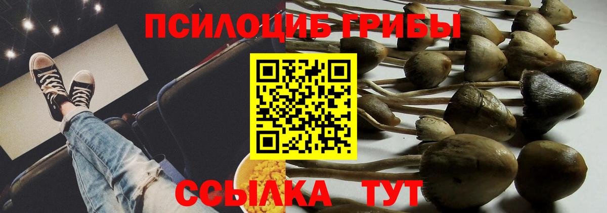Псилоцибиновые грибы Psilocybe Новокуйбышевск